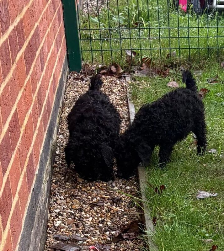 Cockapoo puppies for sale in Norwich, Norfolk – 4 months old - Image 3 of 4