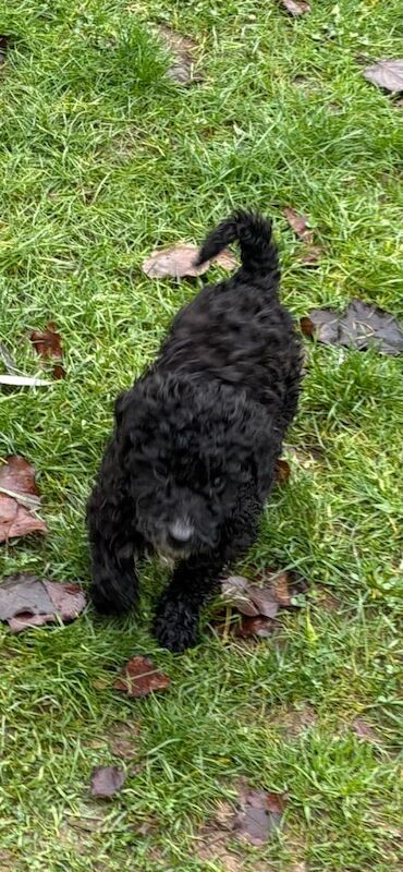 Cockapoo puppies for sale in Norwich, Norfolk – 4 months old - Image 4 of 4