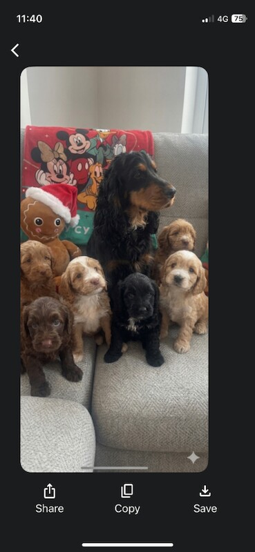 Cockapoo puppies for sale in Port Talbot, West Glamorgan – 7 weeks old