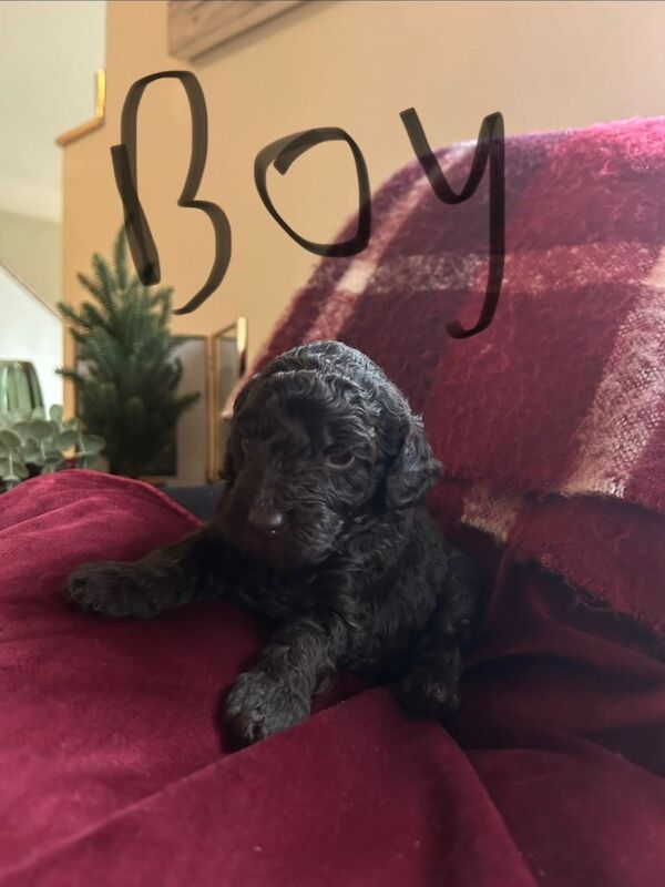 Cockapoo puppies for sale in Trillick, County Tyrone – 3 weeks old