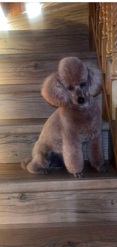 Cockapoo puppies for sale in Newry, County Armagh – 2 weeks old