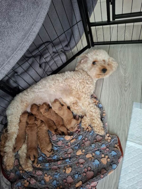 Cockapoo puppies for sale in Newry, County Armagh – 12 weeks old - Image 3 of 5