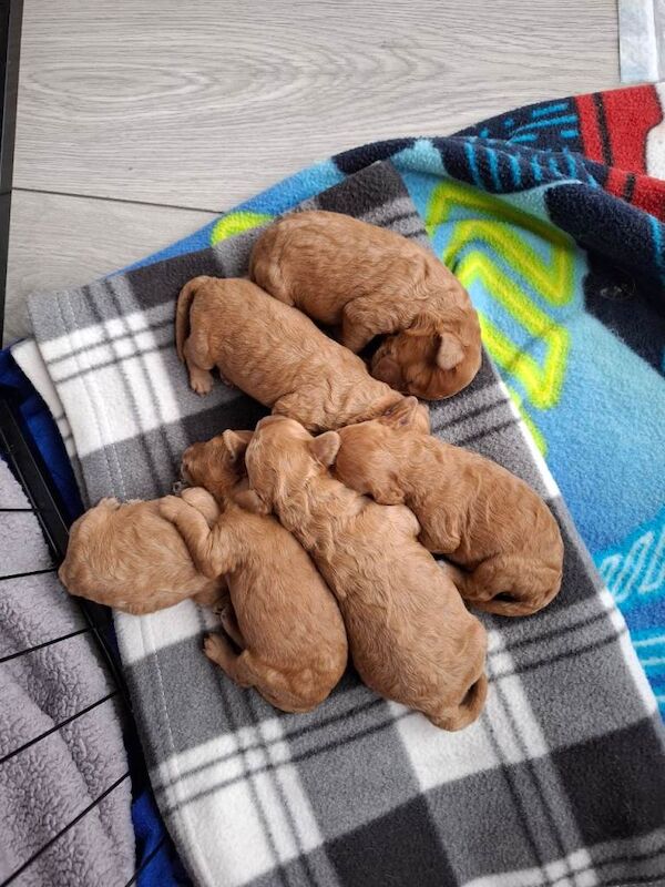 Cockapoo puppies for sale in Newry, County Armagh – 12 weeks old - Image 4 of 5