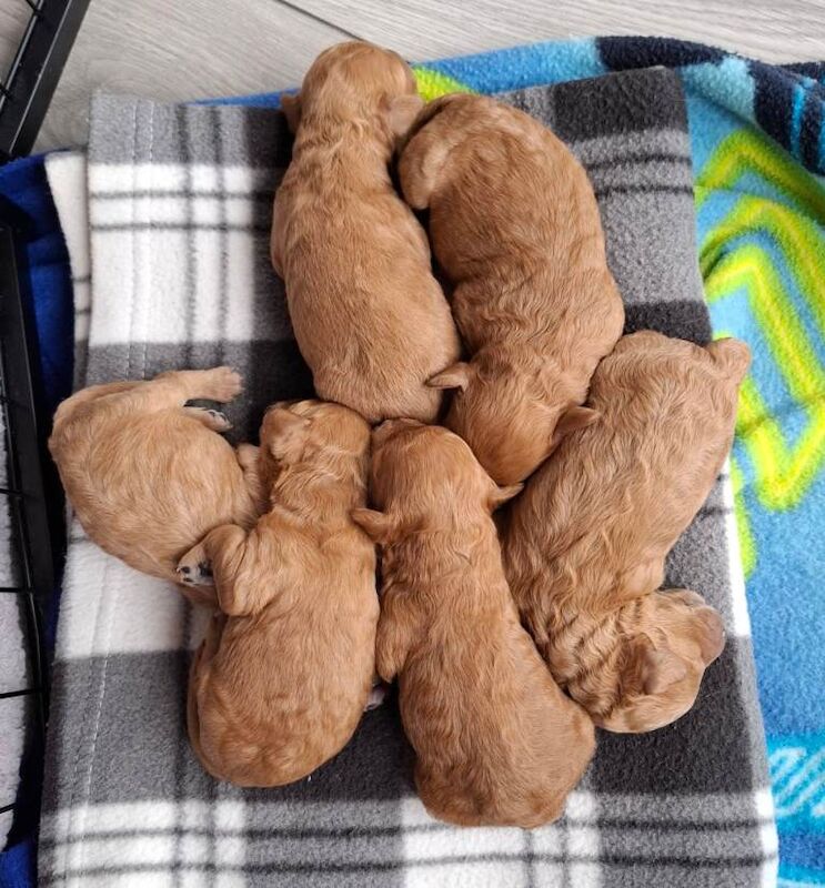 Cockapoo puppies for sale in Newry, County Armagh – 12 weeks old - Image 5 of 5