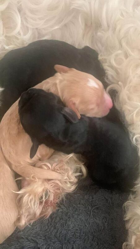 Cockapoo puppies for sale in East End, East Riding of Yorkshire – 8 weeks old - Image 4 of 5