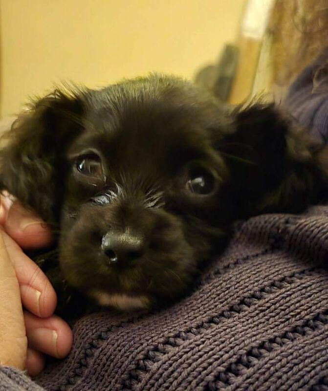 Cockapoo puppies for sale in East End, East Riding of Yorkshire – 8 weeks old - Image 5 of 5