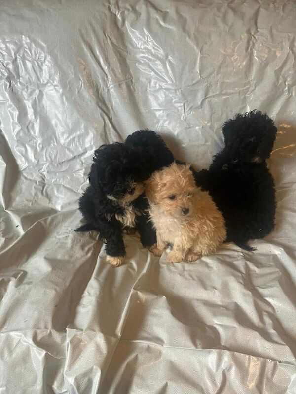 Cockapoo puppies for sale in Dunmurry, County Lisburn – 12 weeks old - Image 4 of 4