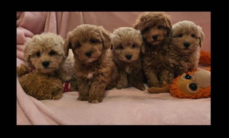 Miniature Cockapoo Puppies For Sale