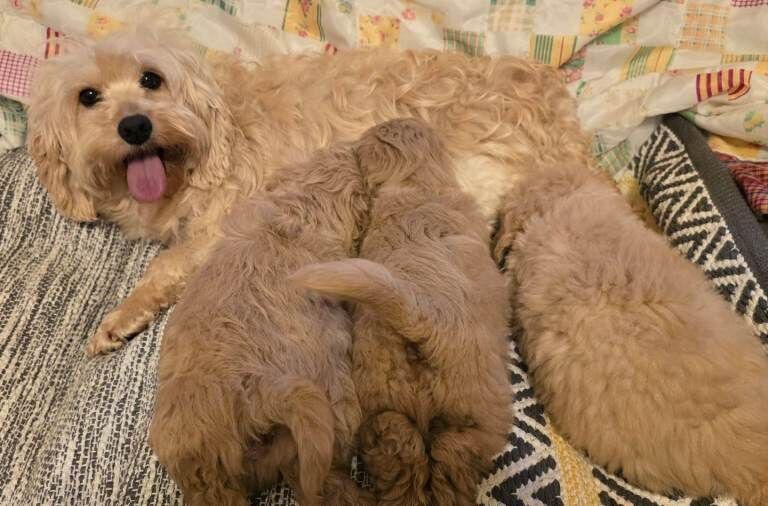 Cockapoo Pups - Image 2 of 2
