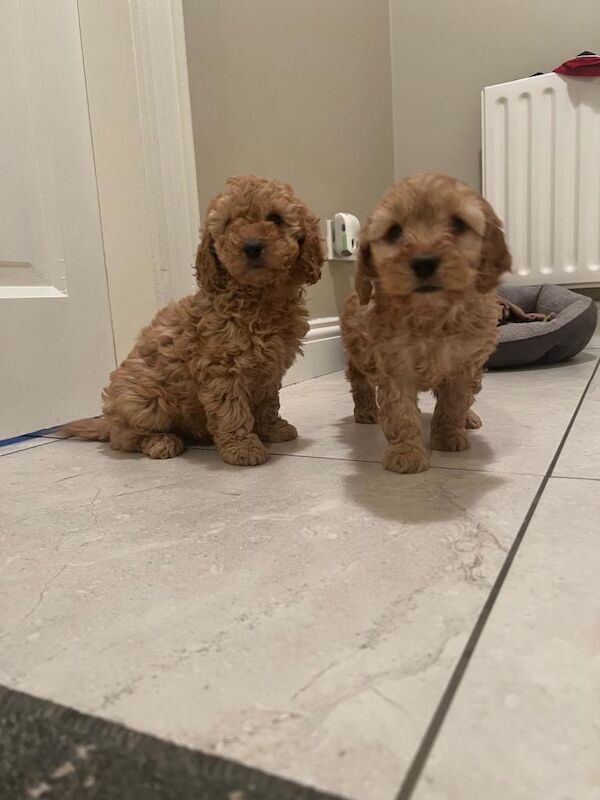 Cockapoo puppies for sale in Dromore, County Tyrone – 9 weeks old