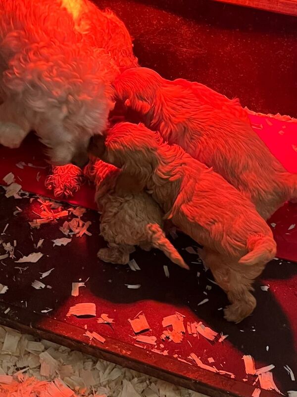 Cockapoo pups - Image 2 of 3