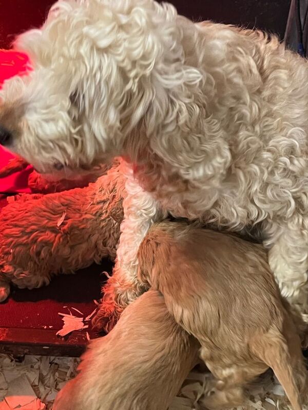 Cockapoo pups - Image 3 of 3