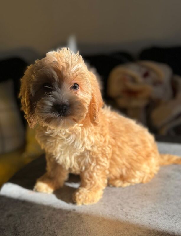 Cockapoo pups
