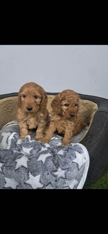 Cockapoo pups