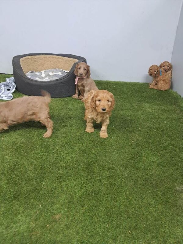 Cockapoo pups - Image 2 of 5