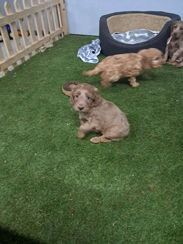 Cockapoo pups - Image 3 of 5