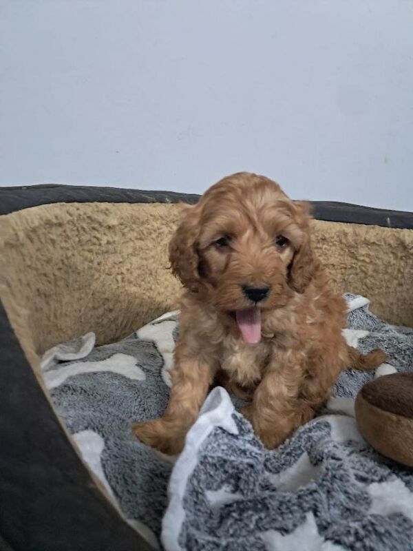 Cockapoo pups - Image 5 of 5