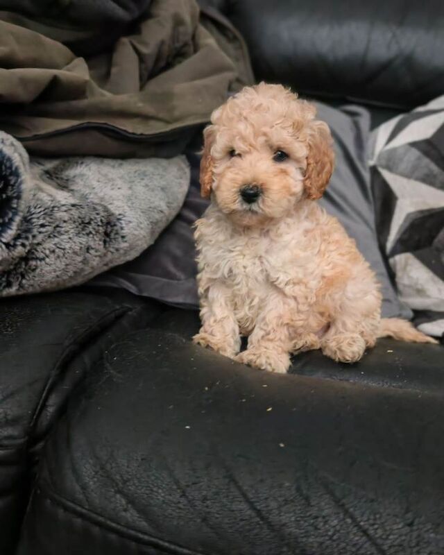 Cockapoo pups