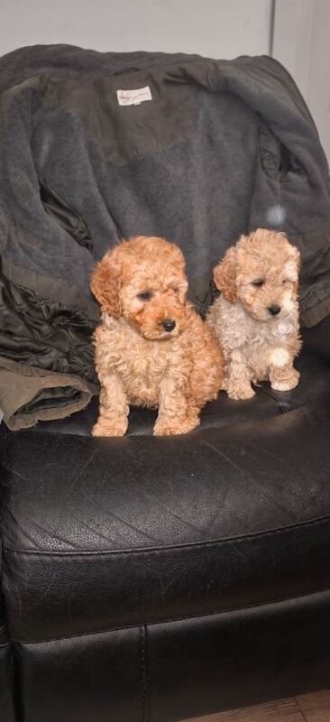 Cockapoo pups - Image 2 of 4