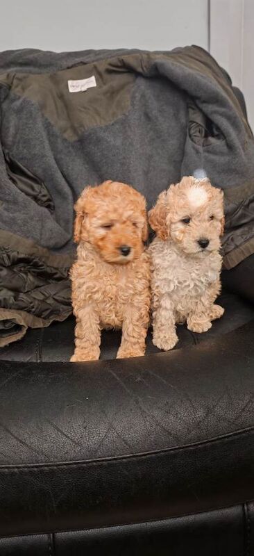 Cockapoo pups - Image 3 of 4
