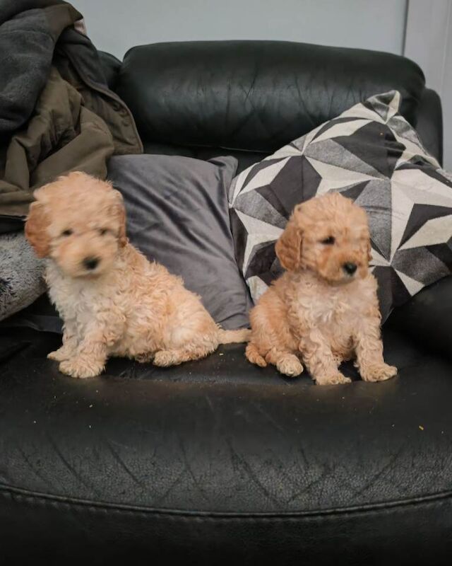 Cockapoo pups - Image 4 of 4