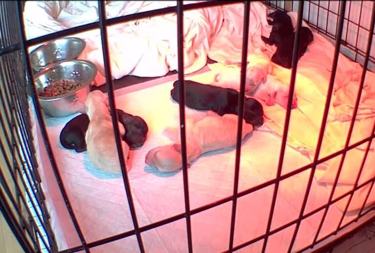 Cockapoo Puppies For Sale