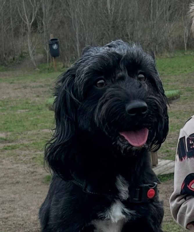 Cockapoo pups - Image 2 of 3