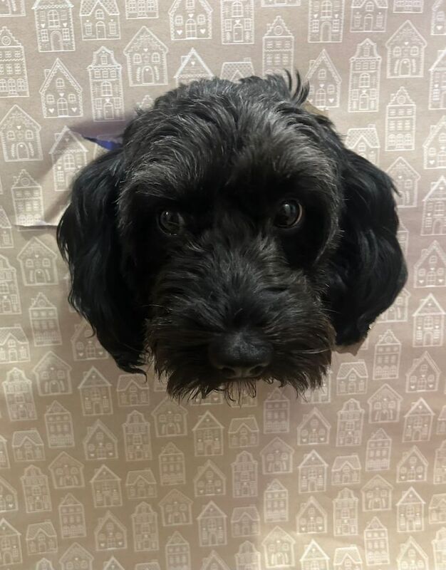 Cockapoo pups - Image 3 of 3