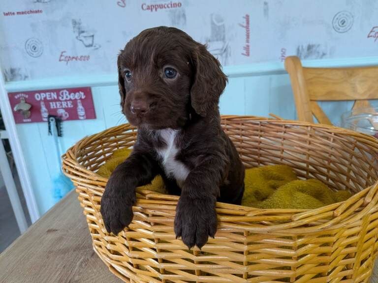 Cockapoo Puppies For Sale