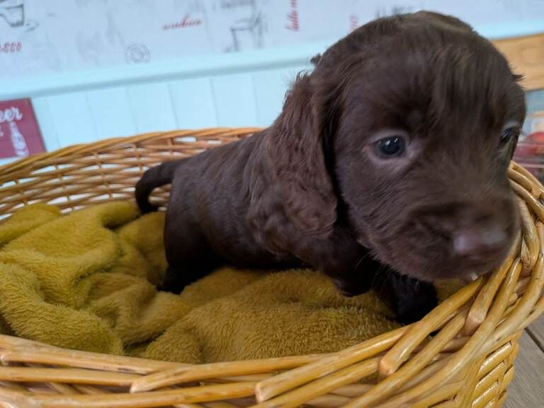 Cockapoo pups - Image 2 of 5