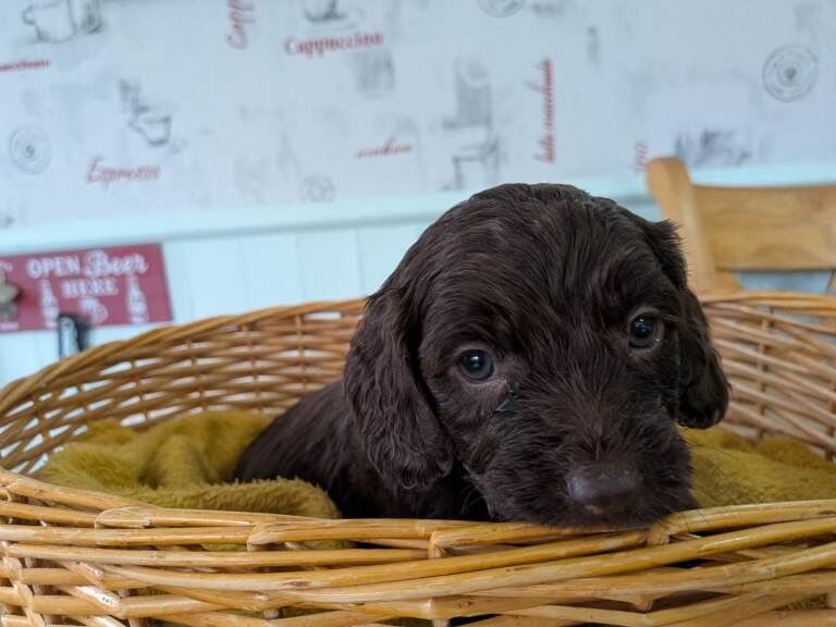 Cockapoo pups - Image 3 of 5
