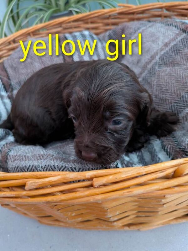 Cockapoo pups - Image 5 of 5