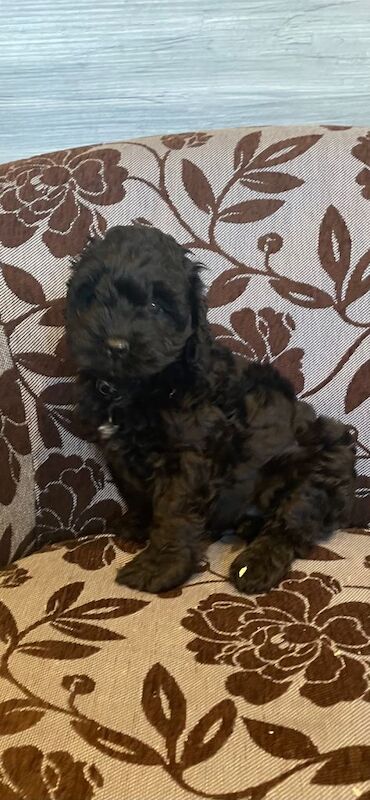 Cockapoo Pups