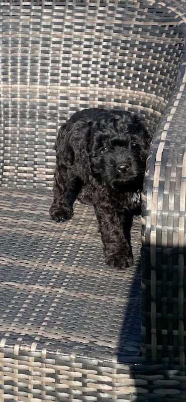 Cockapoo Pups - Image 2 of 5