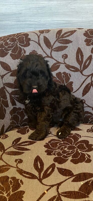 Cockapoo Pups - Image 3 of 5