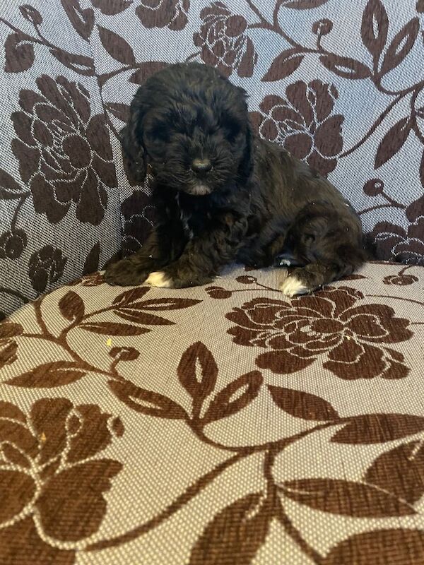 Cockapoo Pups - Image 4 of 5