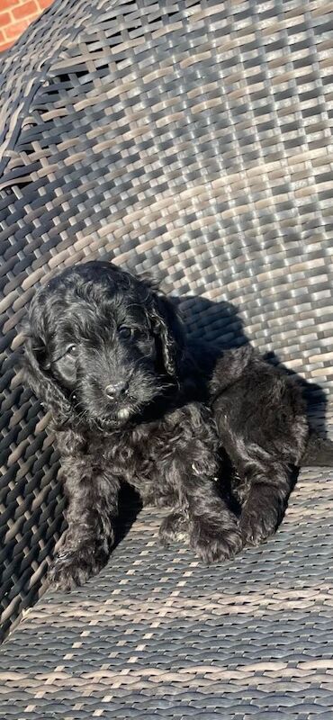 Cockapoo Pups - Image 5 of 5