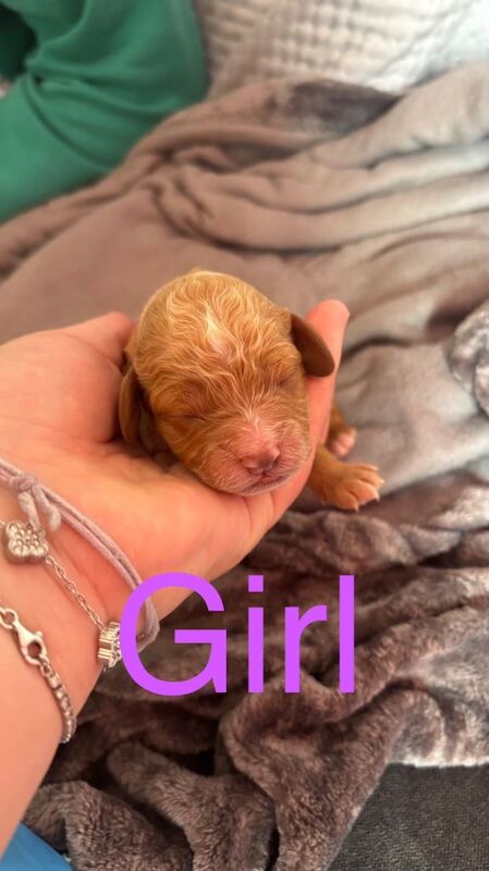 Cockapoo pups