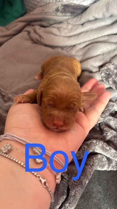 Cockapoo pups - Image 2 of 3