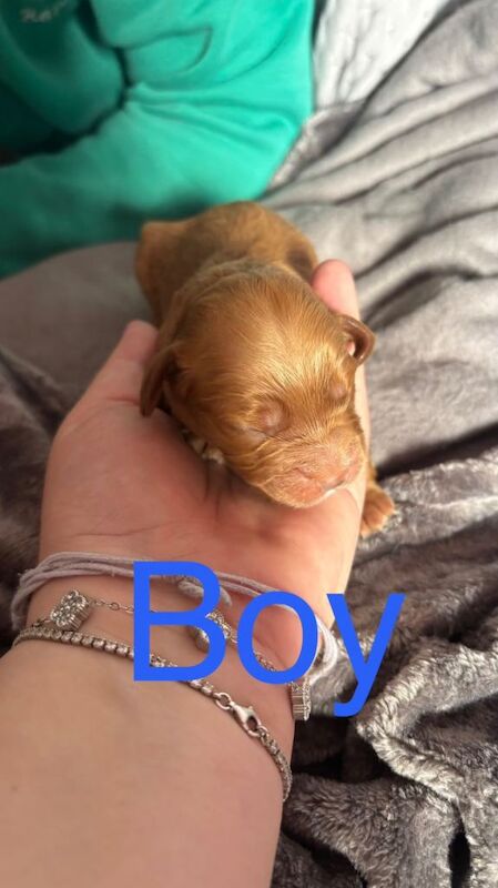 Cockapoo pups - Image 3 of 3
