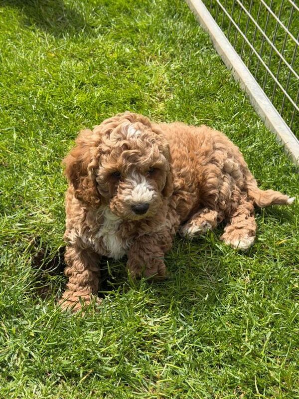 Cockapoo pups