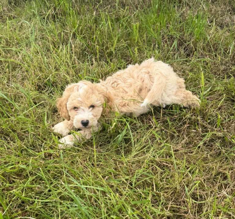 Cockapoo pups - Image 2 of 3