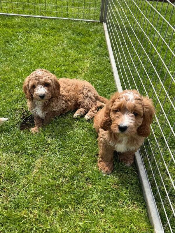Cockapoo pups - Image 3 of 3