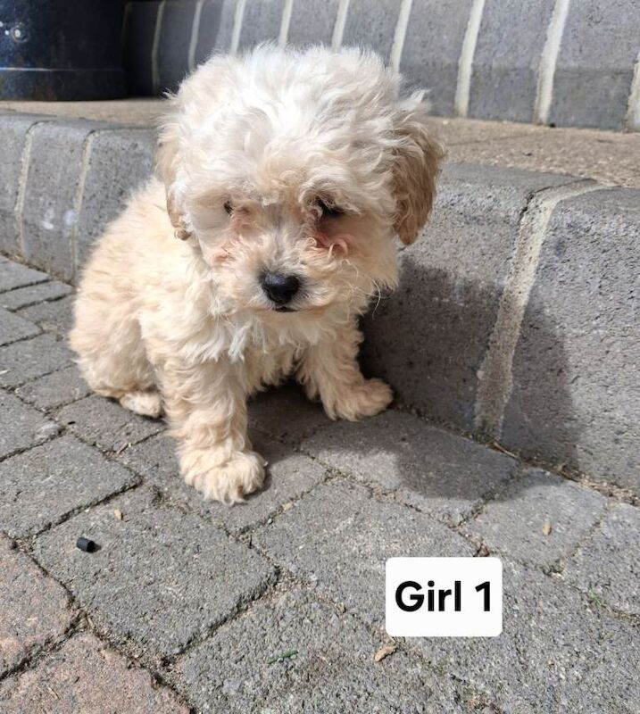 Cockapoo pups - Image 2 of 3