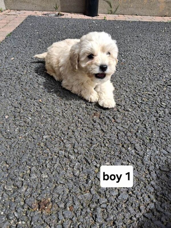 Cockapoo pups - Image 3 of 3