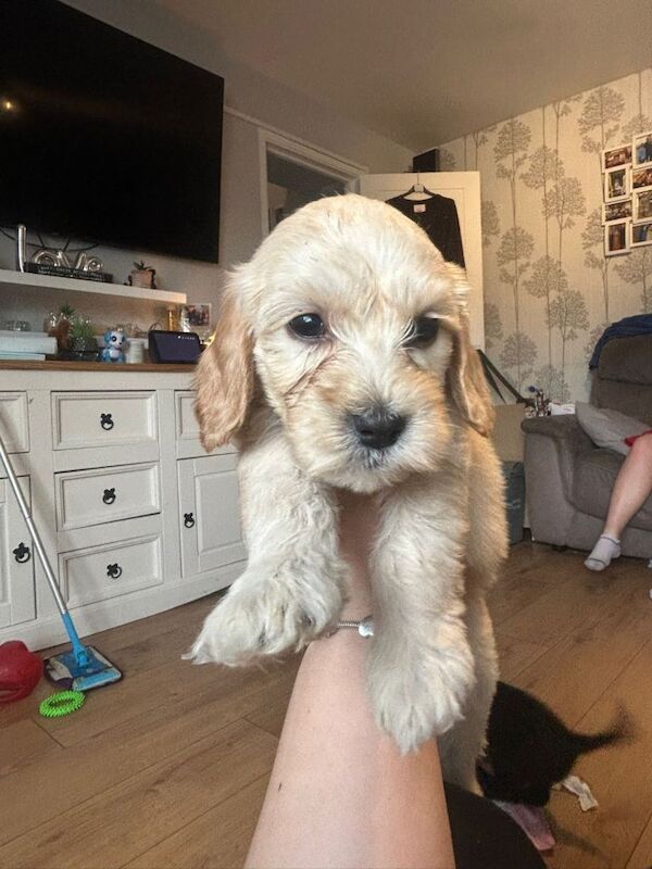Cockapoo Puppies For Sale Under £1,000