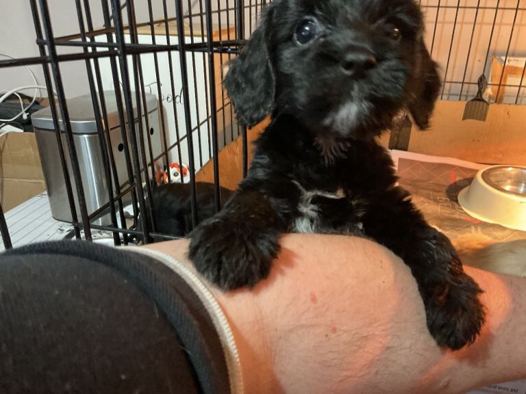 Cockapoo pups - Image 2 of 4