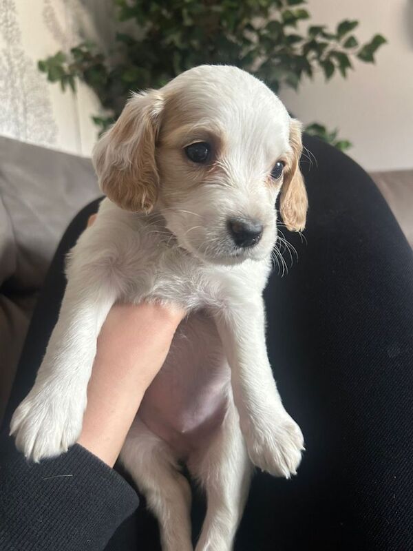 Cockapoo pups - Image 3 of 4