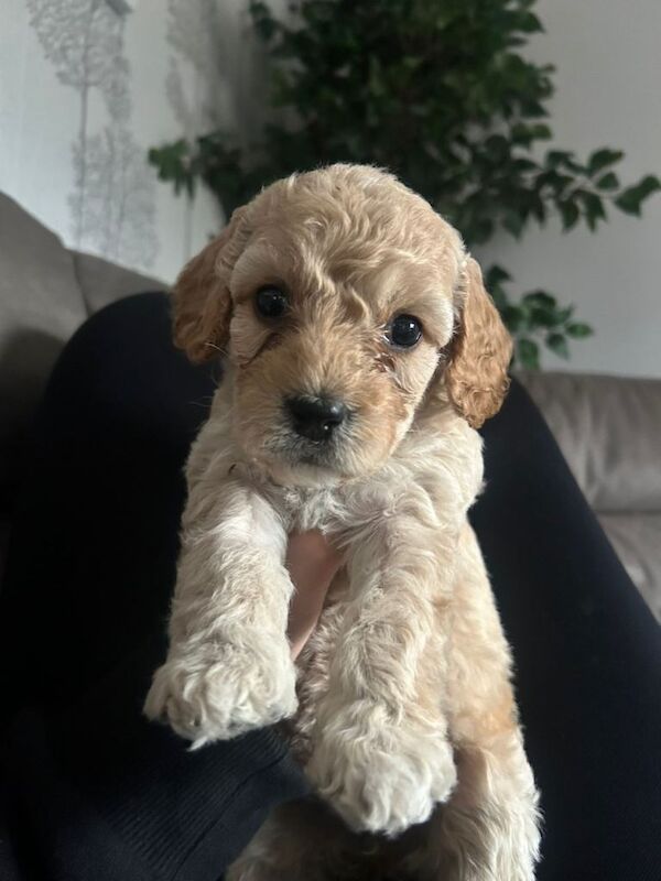 Cockapoo pups - Image 4 of 4