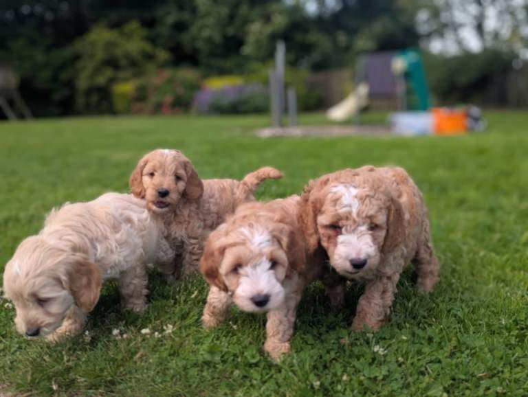 Cockapoo pups